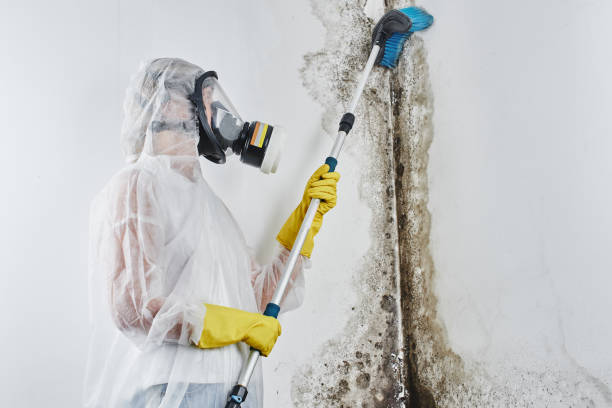 Why You Should Choose Our Mold Remediation Services in Fort Worth, TX